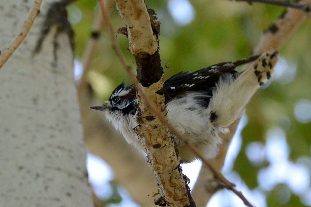 Downy Woodpecker – セジロコゲラ