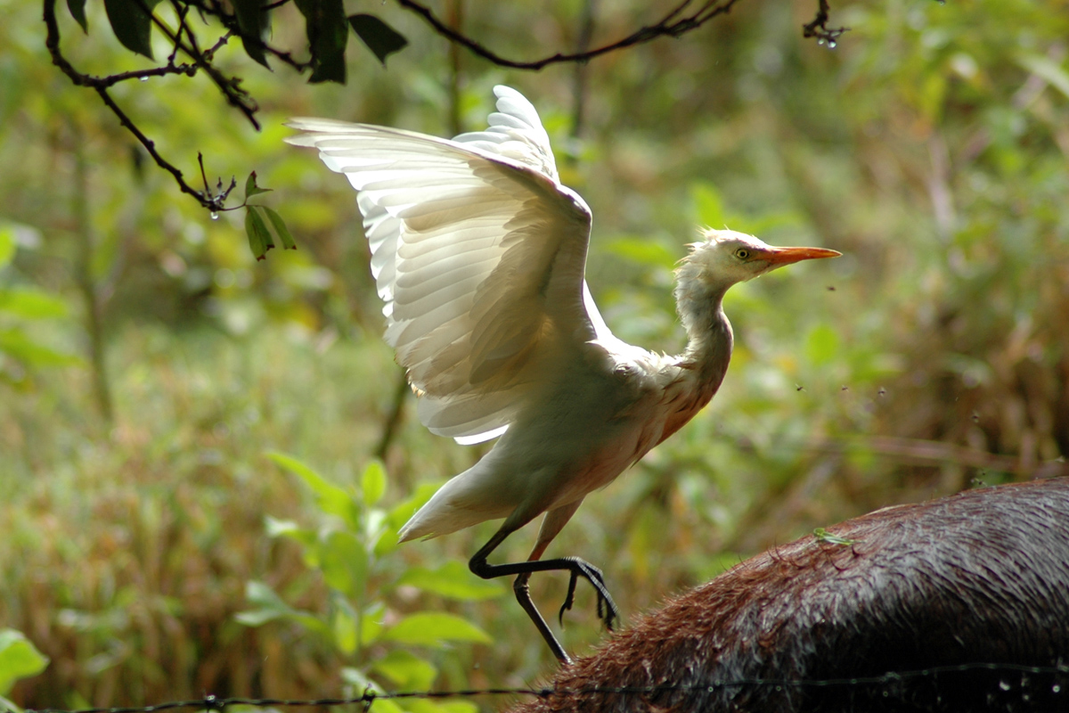 Western Cattle-Egret – ニシアマサギ