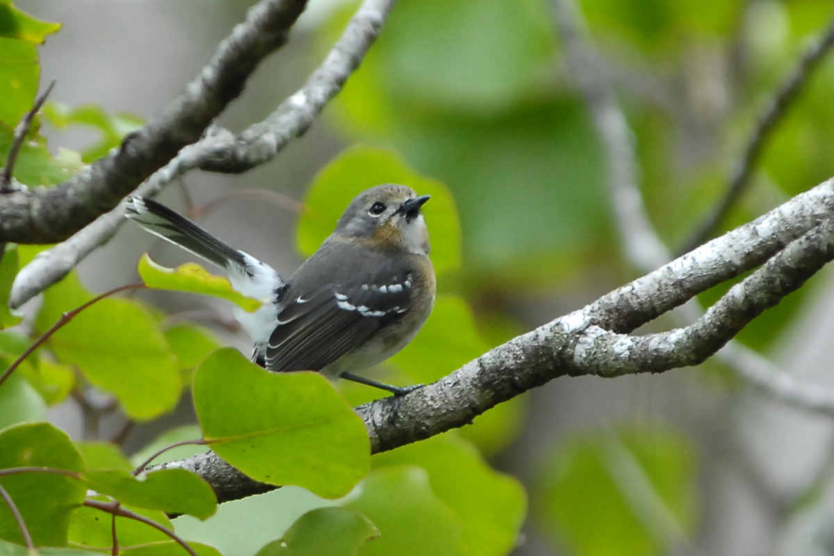 Kauai Elepaio – カウアイヒタキ
