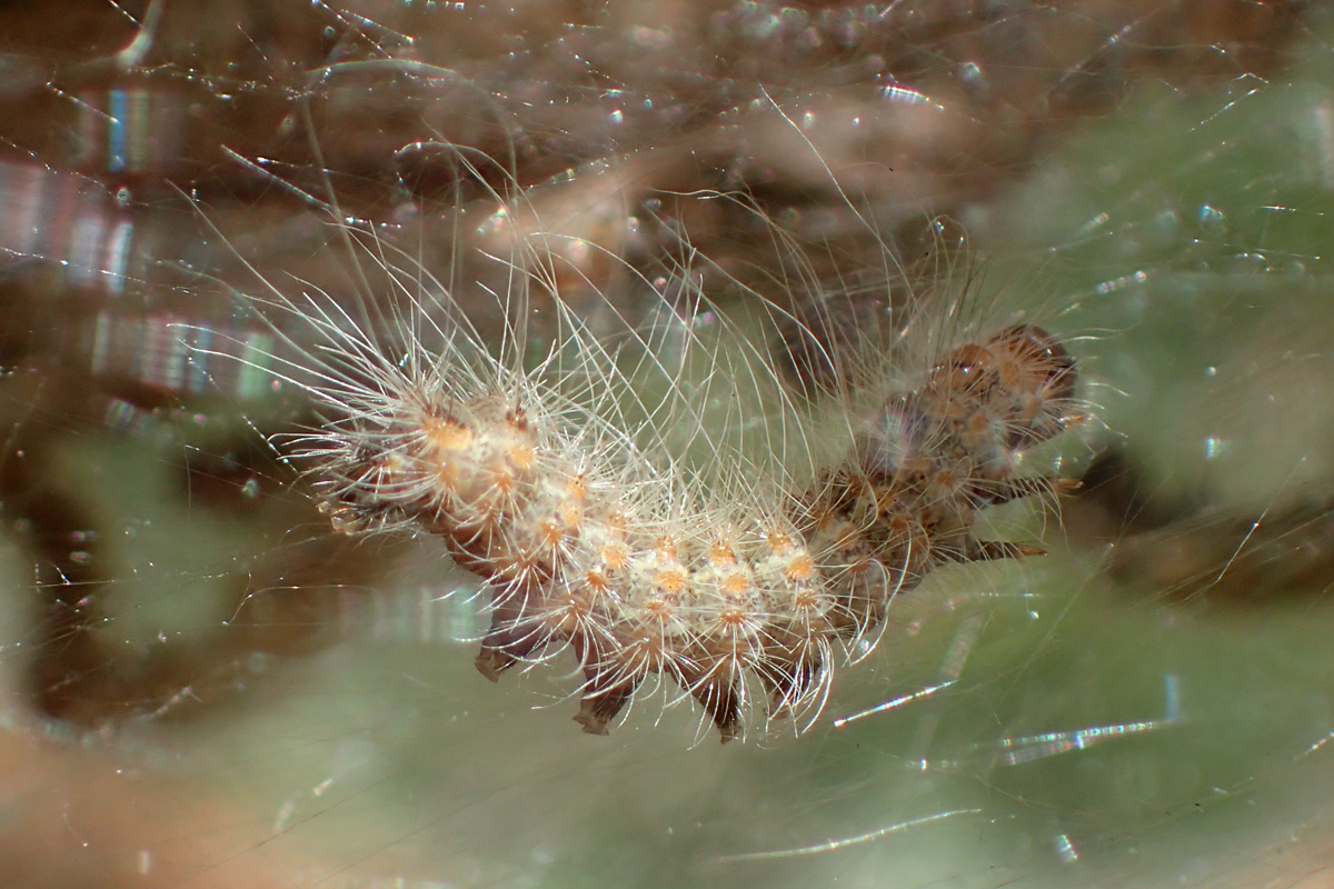 Fall Webworm