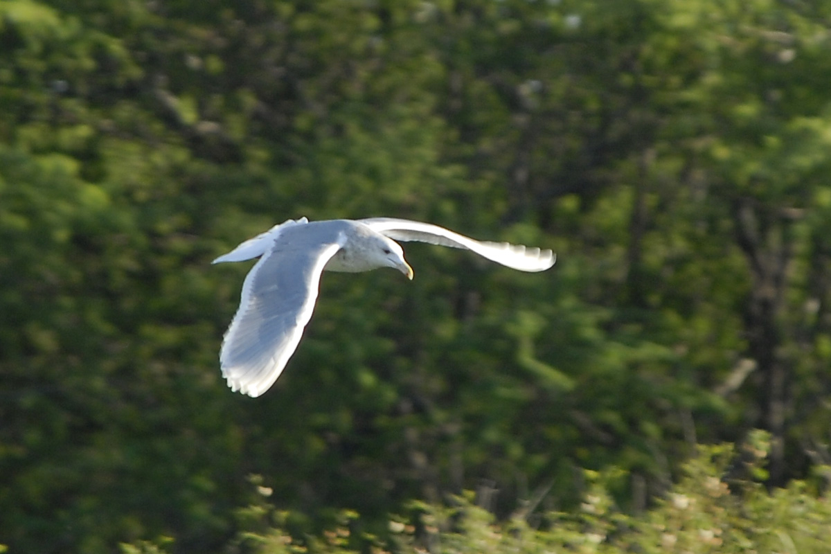 Glaucous-winged Gull