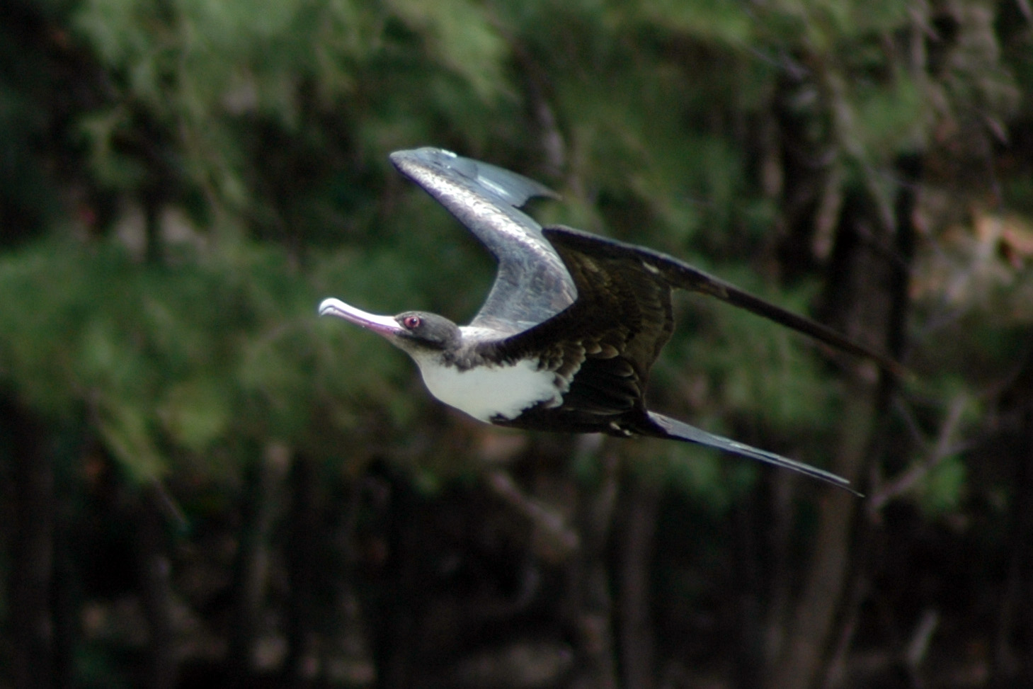Great Frigatebird – オオグンカンドリ