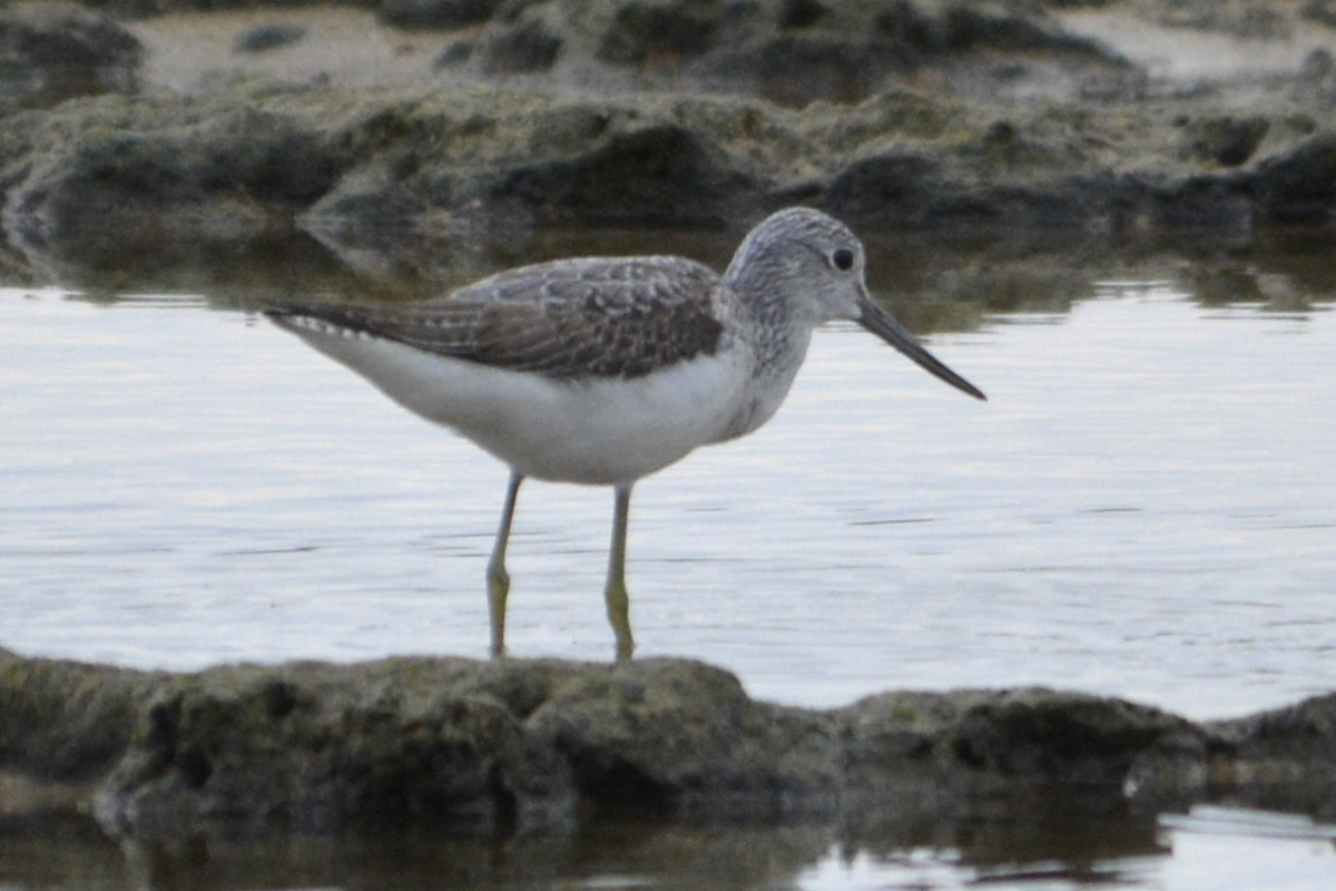 Common Greenshank – アオアシシギ