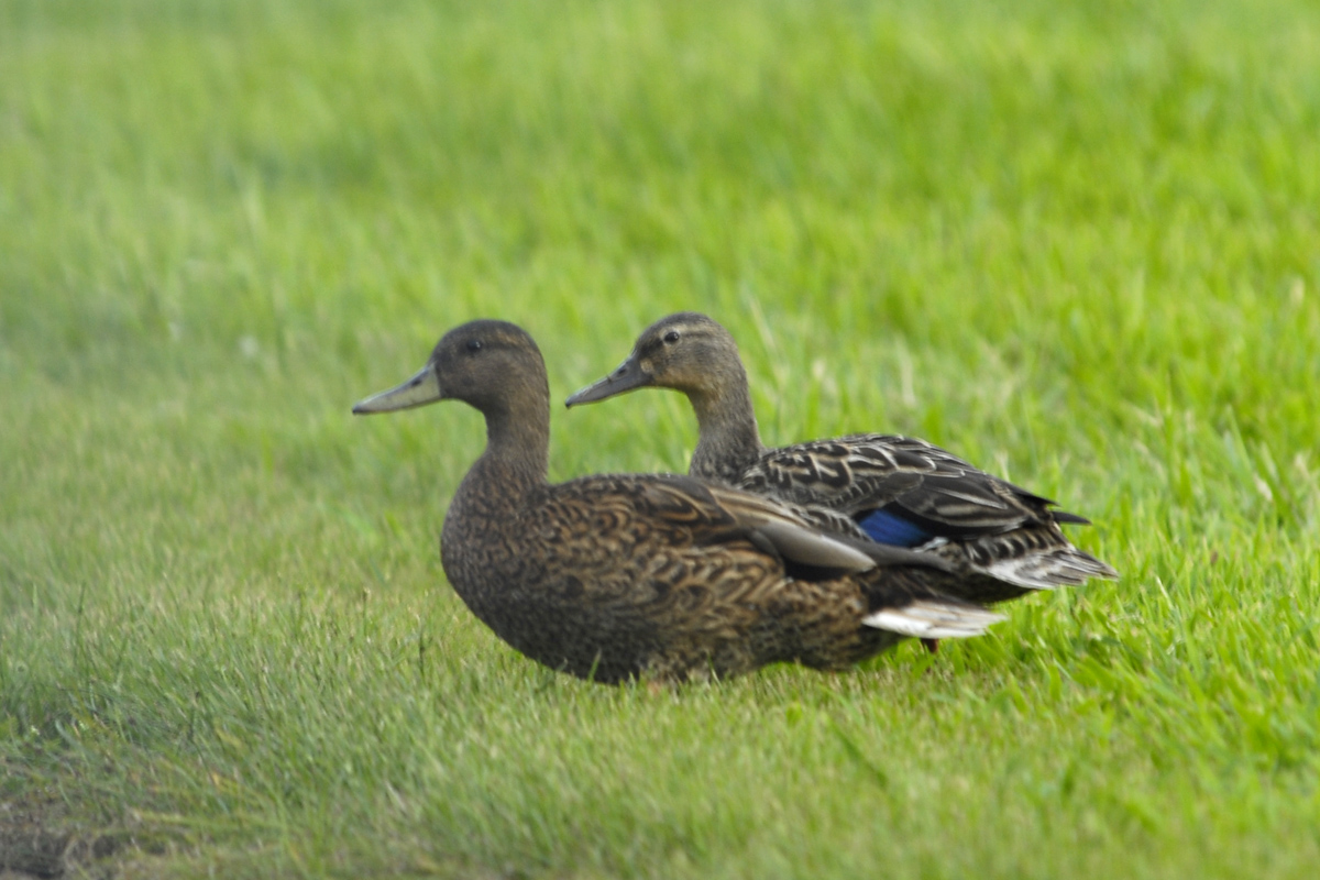 Koloa Maoli – ハワイマガモ