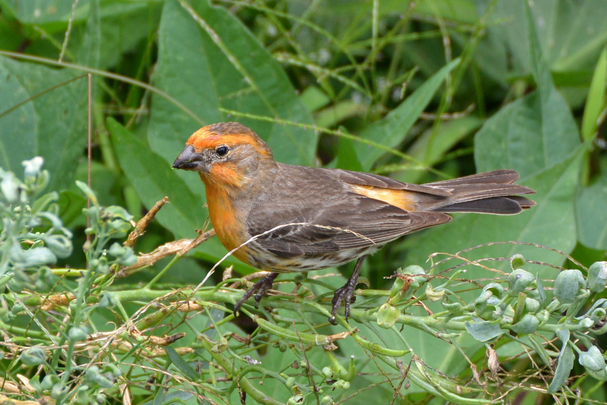 House Finch – メキシコマシコ