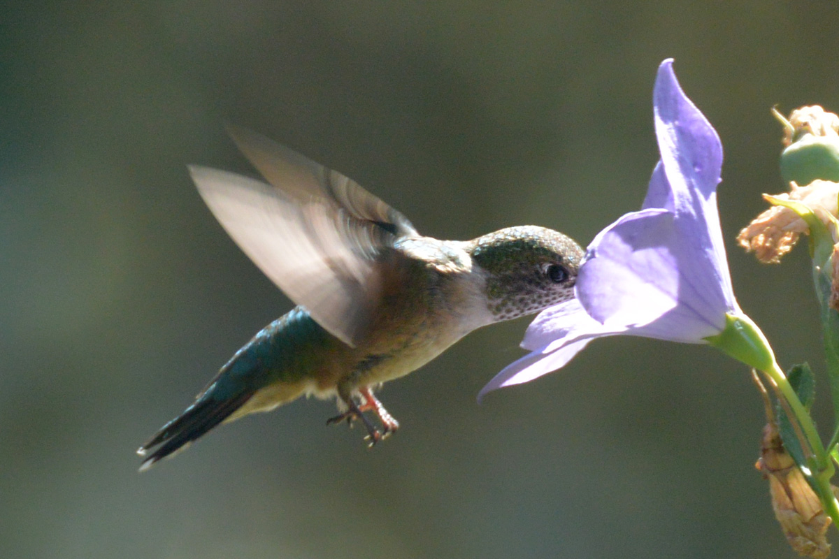 Hummingbird – ハチドリ