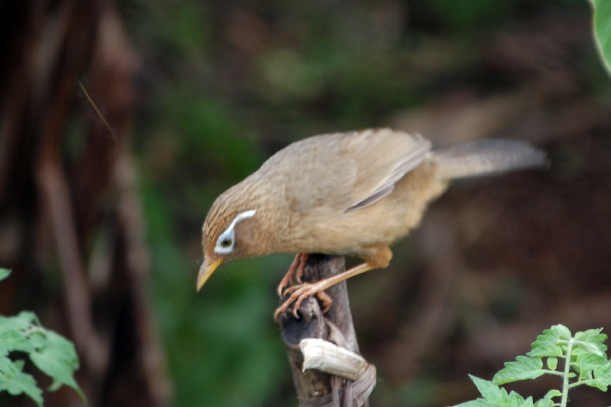 Chinese Hwamei – ガビチョウ