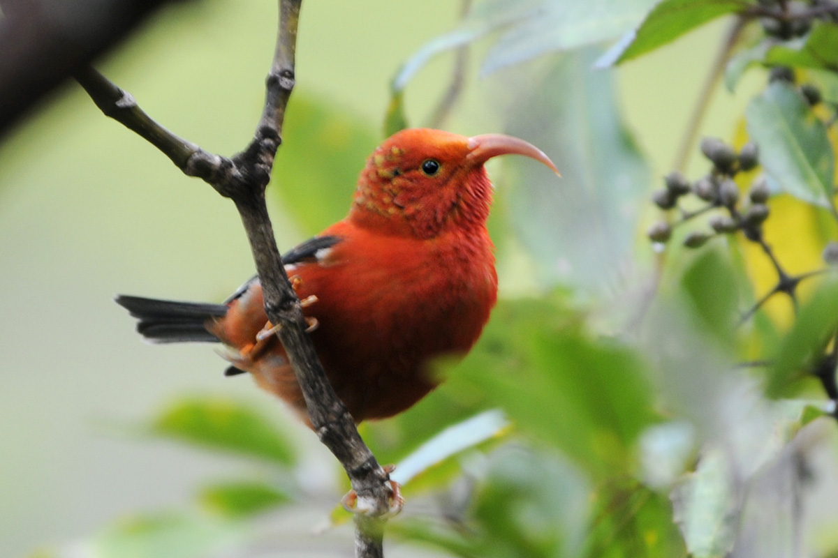 Iiwi – ベニハワイミツスイ