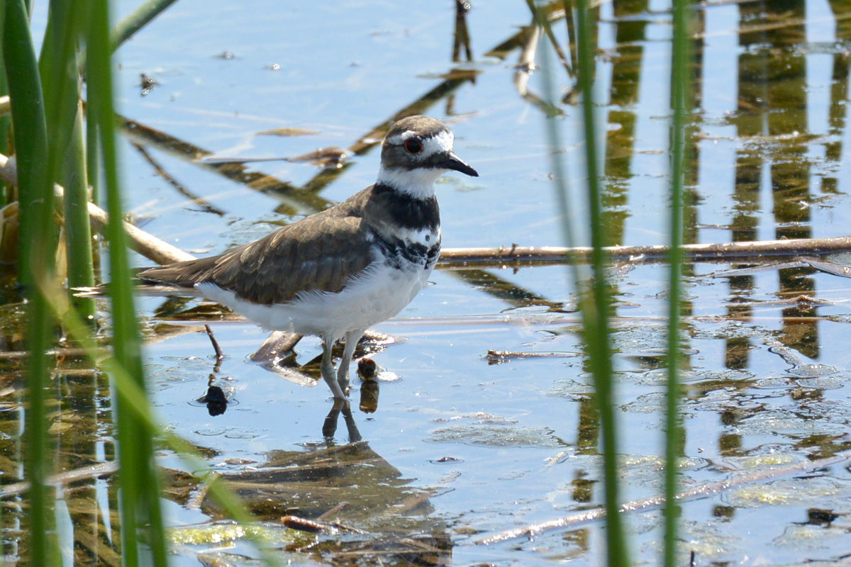 Killdeer – フタオビチドリ