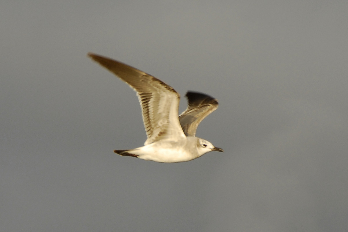 Laughing Gull – ワライカモメ