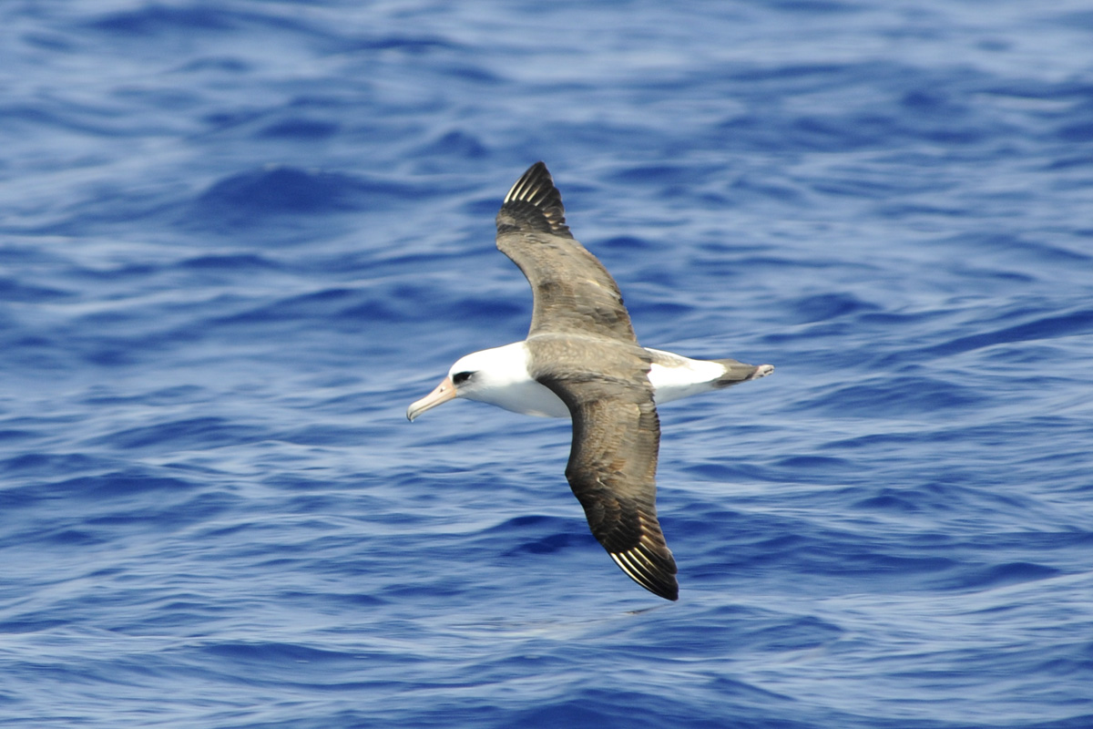 Laysan Albatross – コアホウドリ
