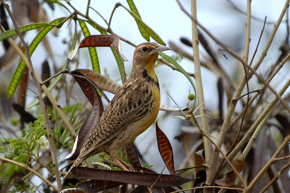Western Meadowlark – ニシマキバドリ