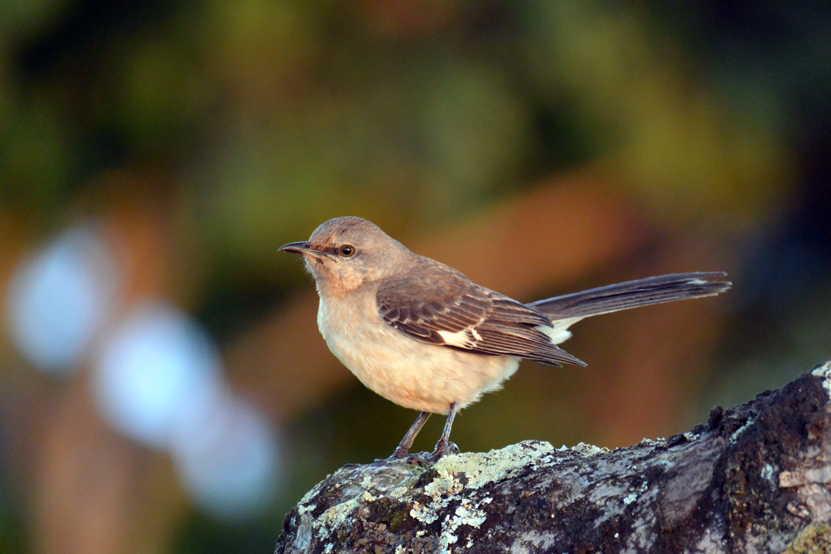 Northern Mockingbird – マネシツグミ