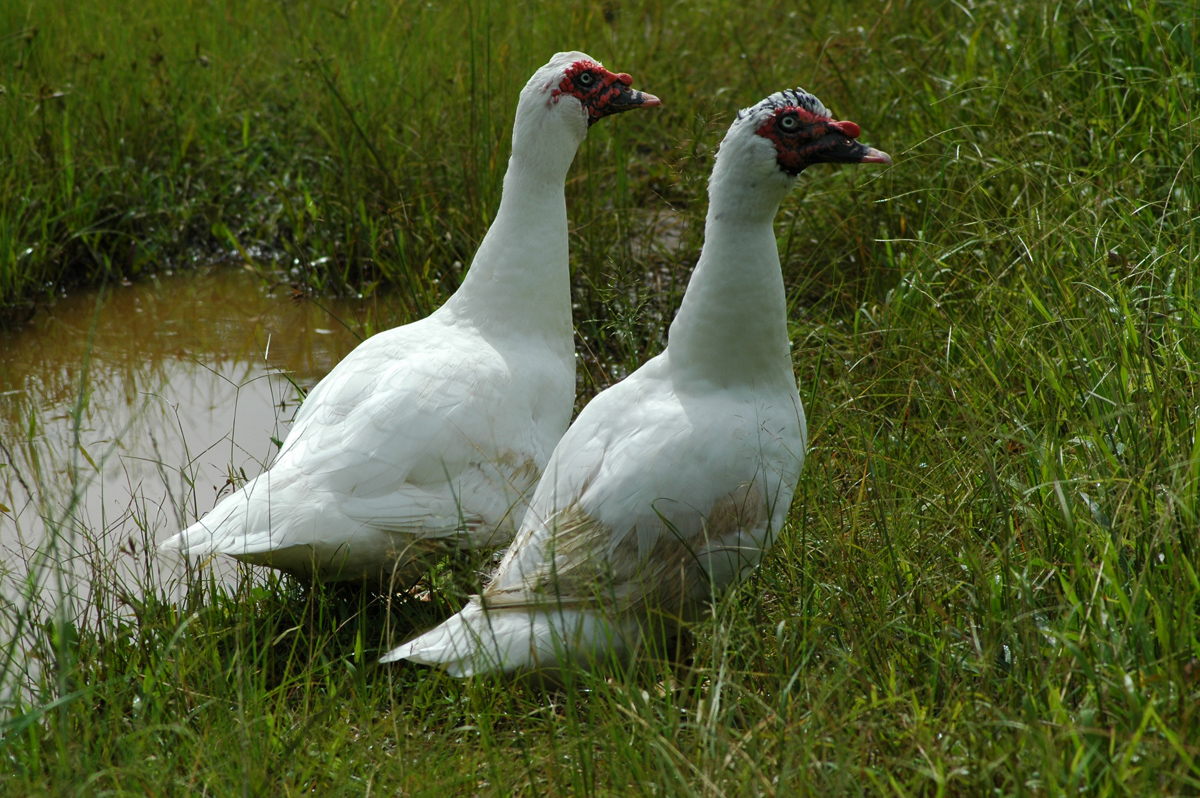 Muscovy Duck – ノバリケン