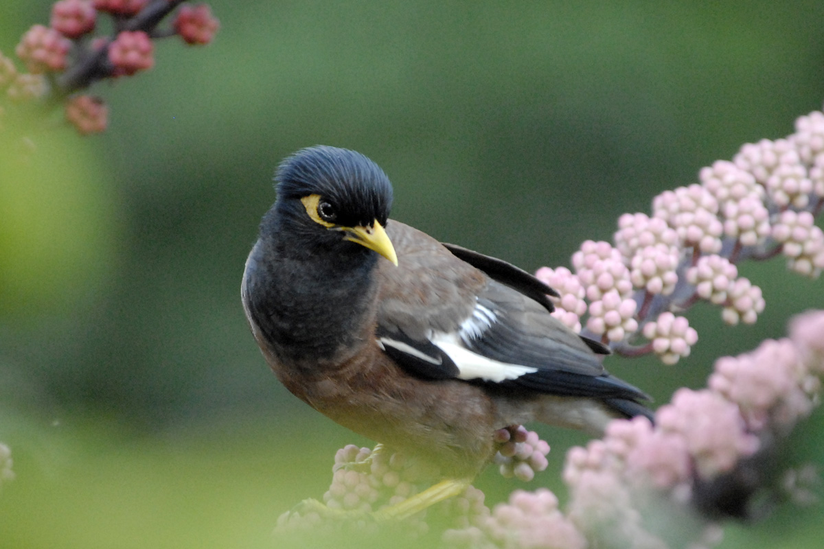 Common Myna – インドハッカ