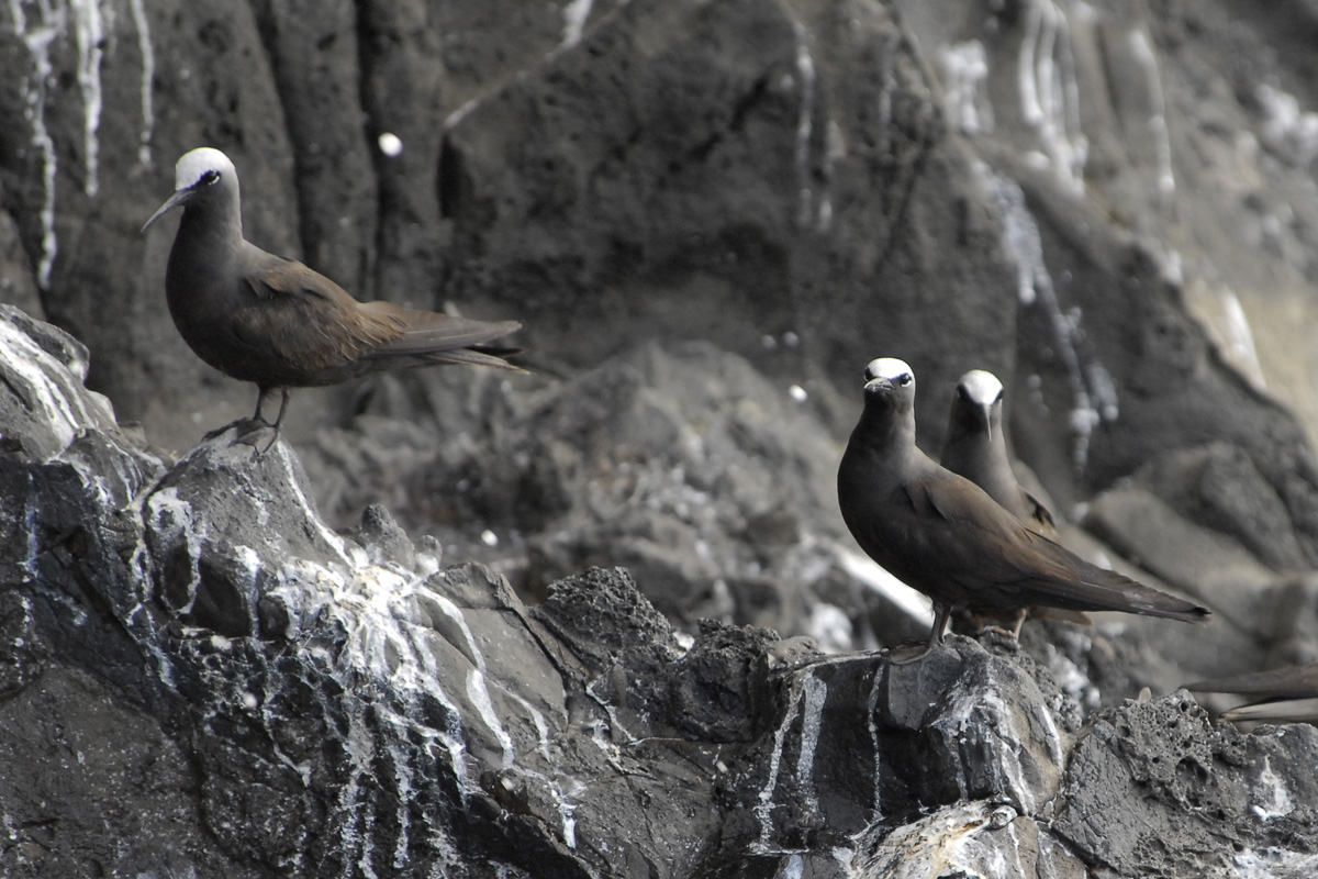Black Noddy – ヒメクロアジサシ