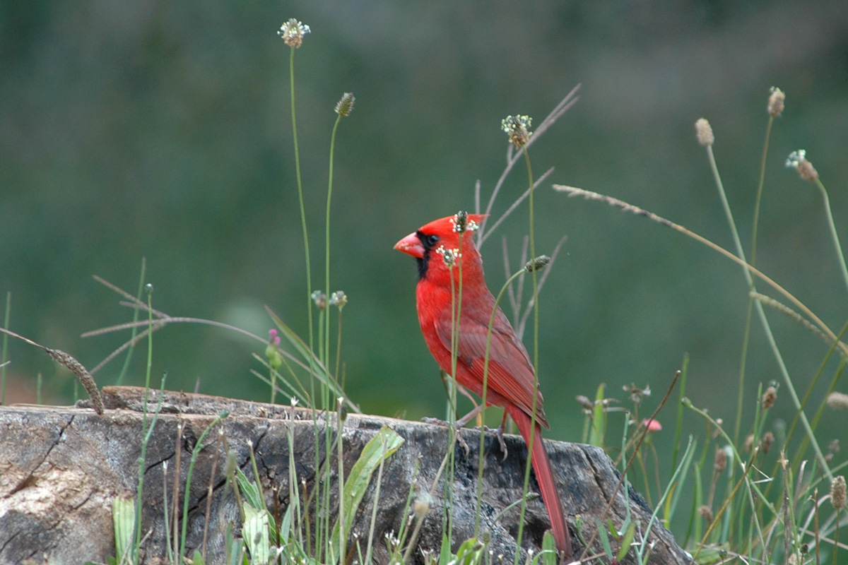 Northern Cardinal – ショウジョウコウカンチョウ