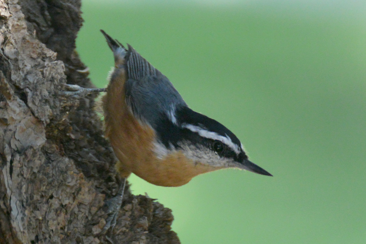 Red-breasted Nuthatch – ムネアカゴジュウカラ