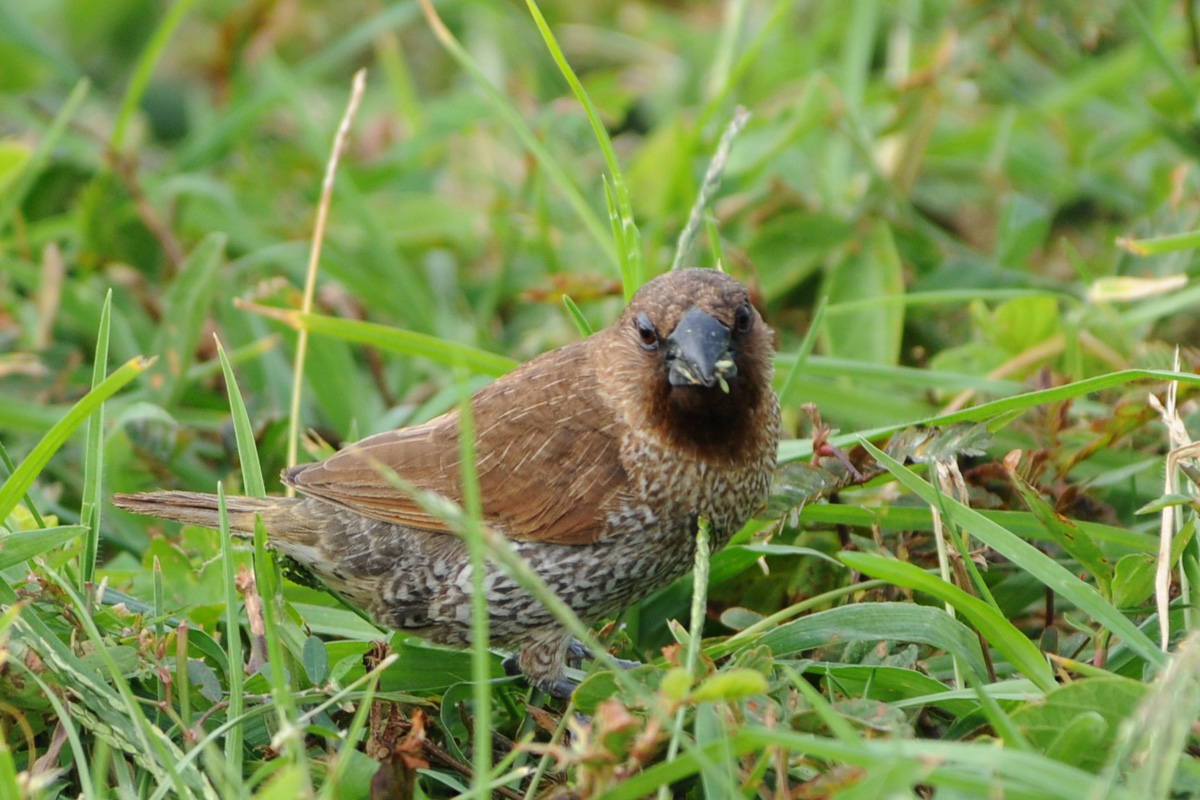 Scaly-breasted Munia – シマキンパラ