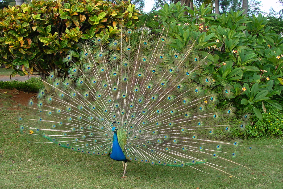 Indian Peafowl – インドクジャク