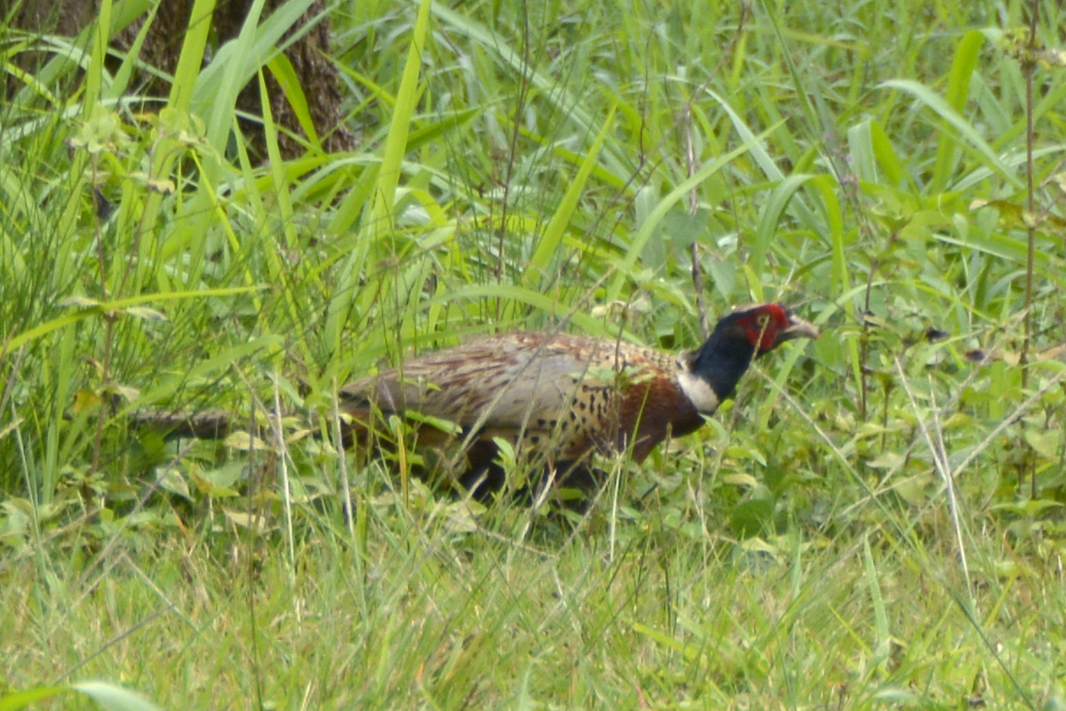 Ring-necked Pheasant – コウライキジ