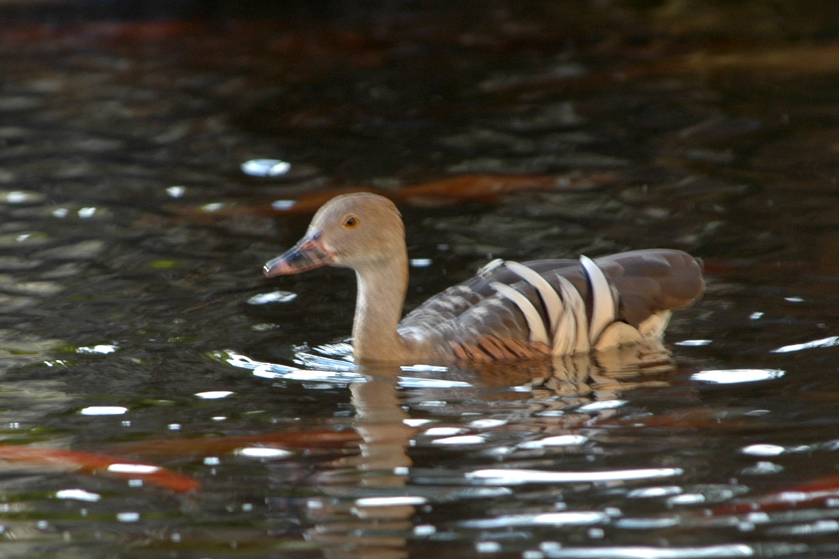 Plumed Whistling-Duck – カザリリュウキュウガモ