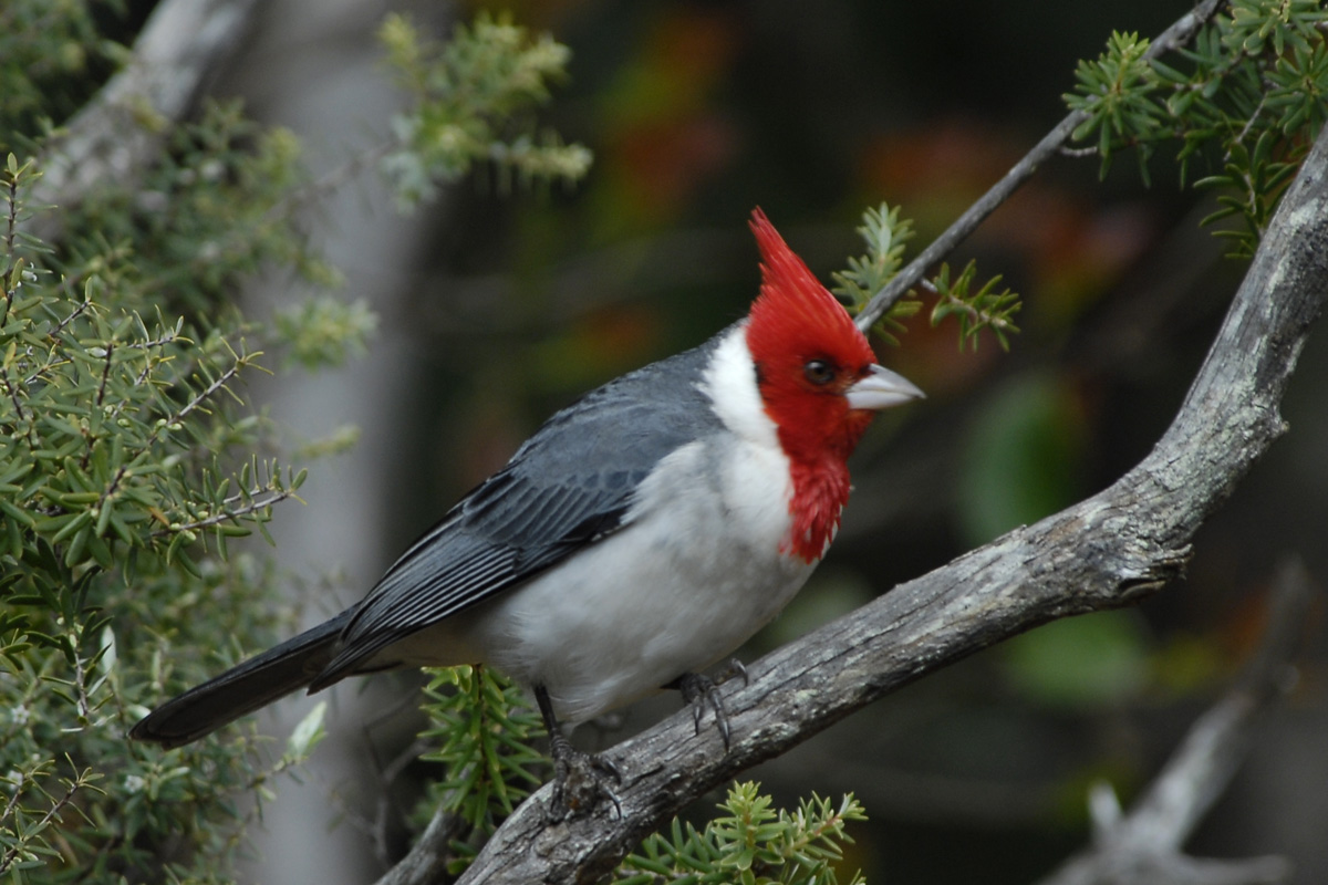 Red-crested Cardinal – コウカンチョウ