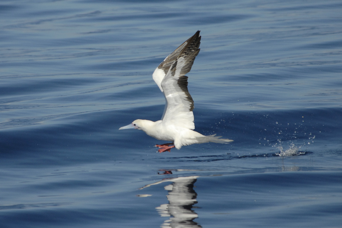 Red-footed Booby – アカアシカツオドリ