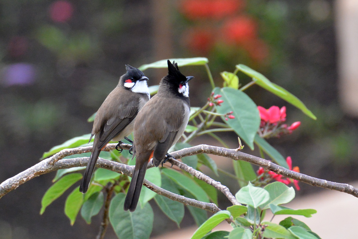 Red-whiskered Bulbul – コウラウン