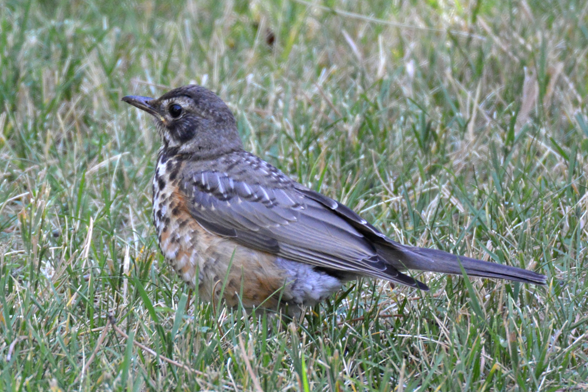 American Robin – コマツグミ