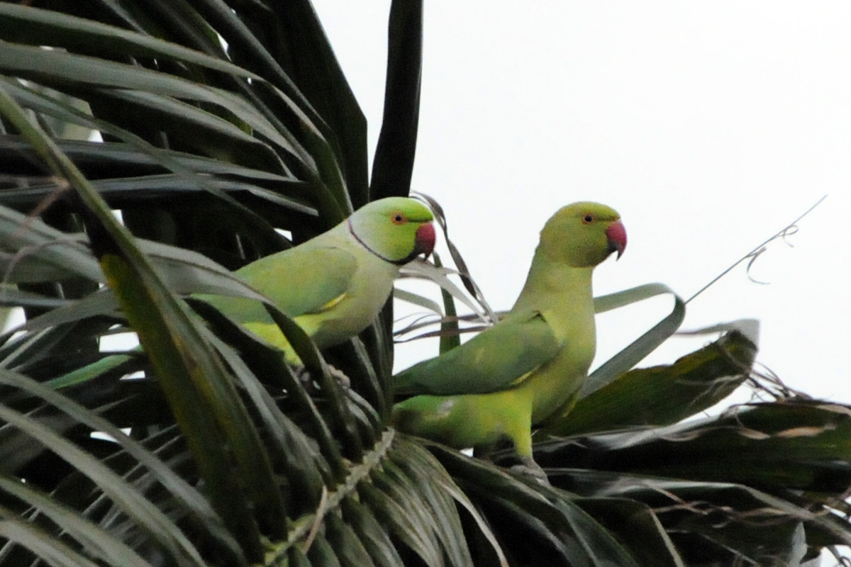 Rose-ringed Parakeet – ホンセイインコ