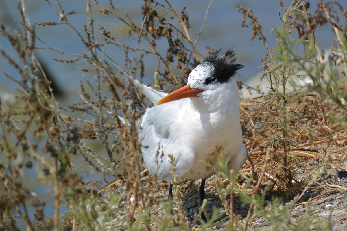 Royal Tern – アメリカオオアジサシ
