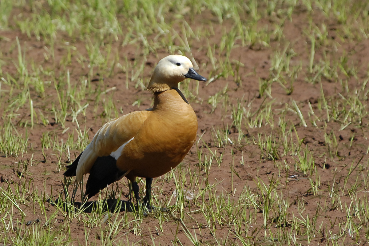 Ruddy Shelduck – アカツクシガモ