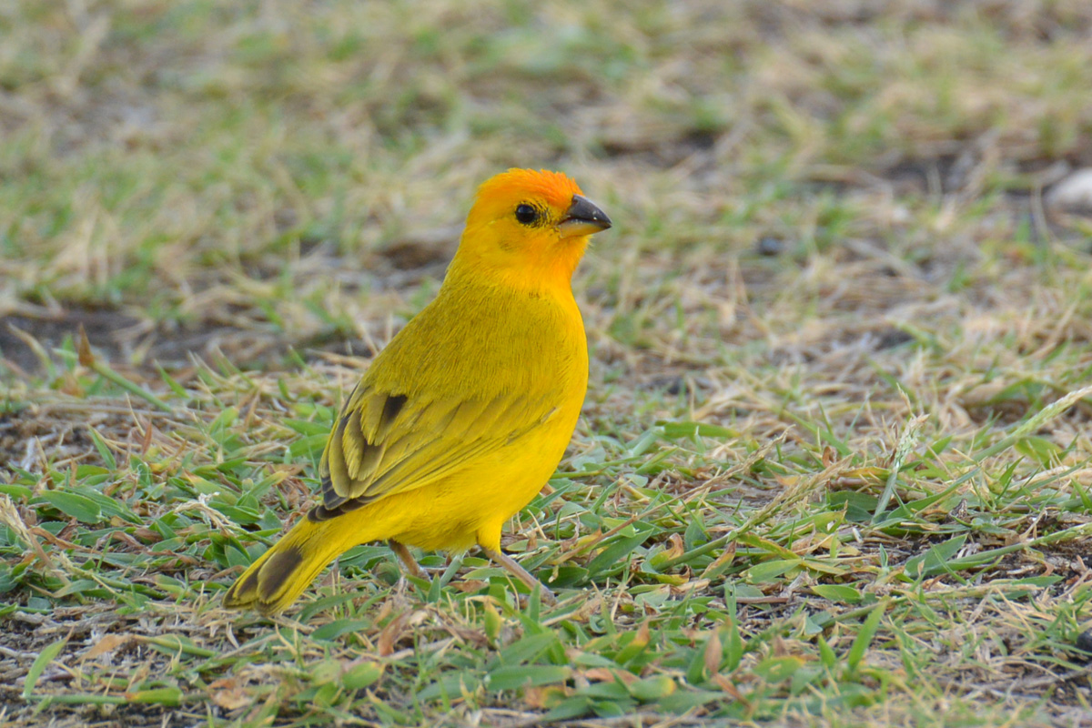 Saffron Finch – キンノジコ