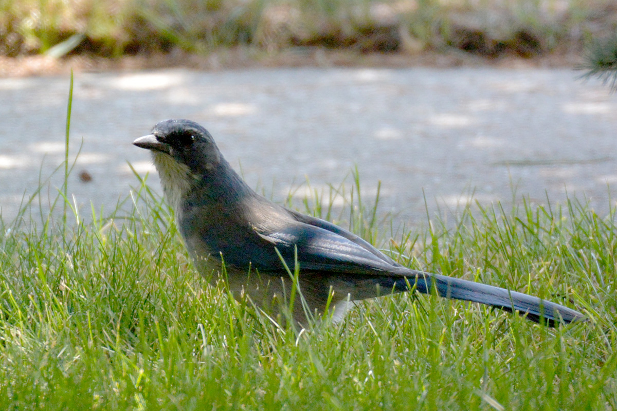 Woodhouse’s Scrub-Jay – ウッドハウスカケス