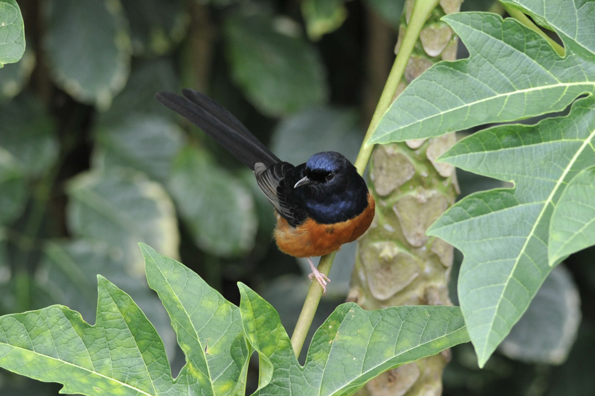 White-rumped Shama – アカハラシキチョウ