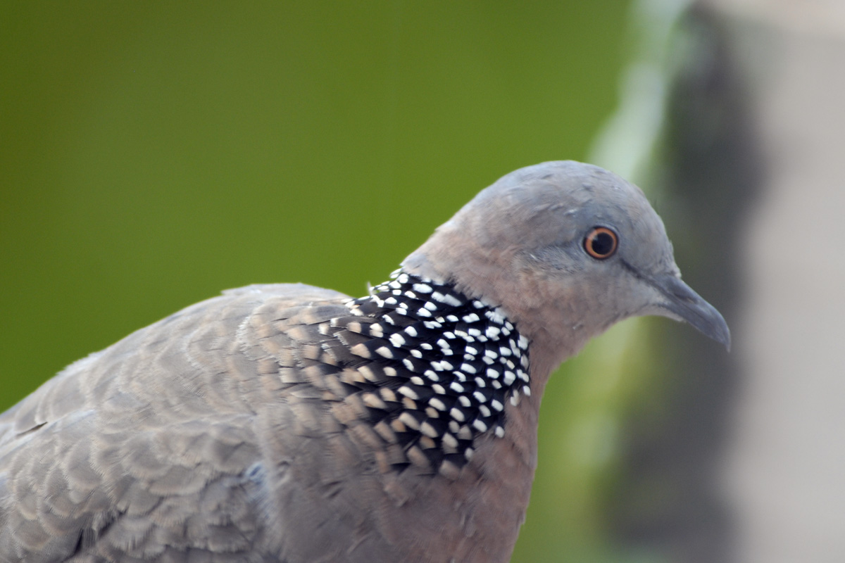 Spotted Dove – カノコバト