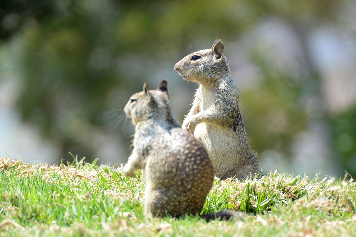 California Ground Squirrel – カリフォルニアジリス