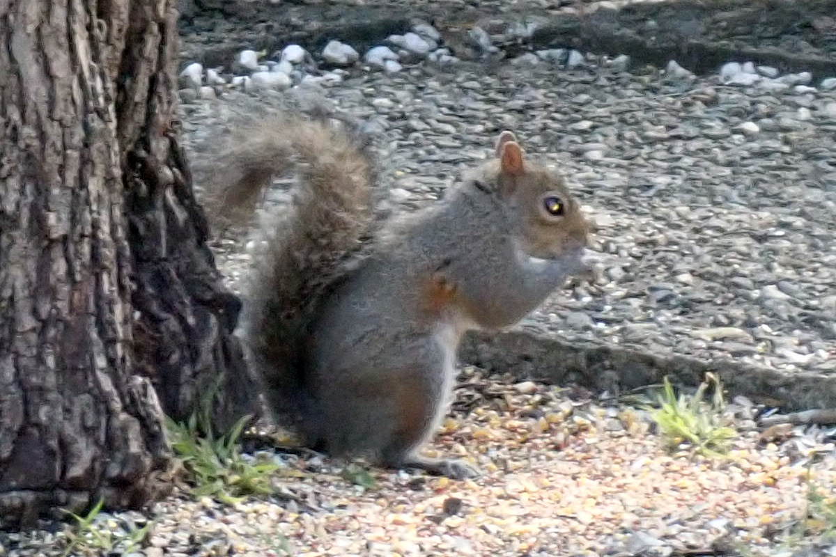 Tree Squirrel