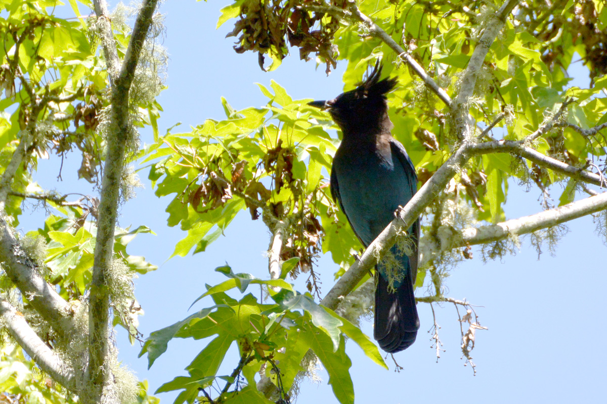Steller’s Jay – ステラーカケス