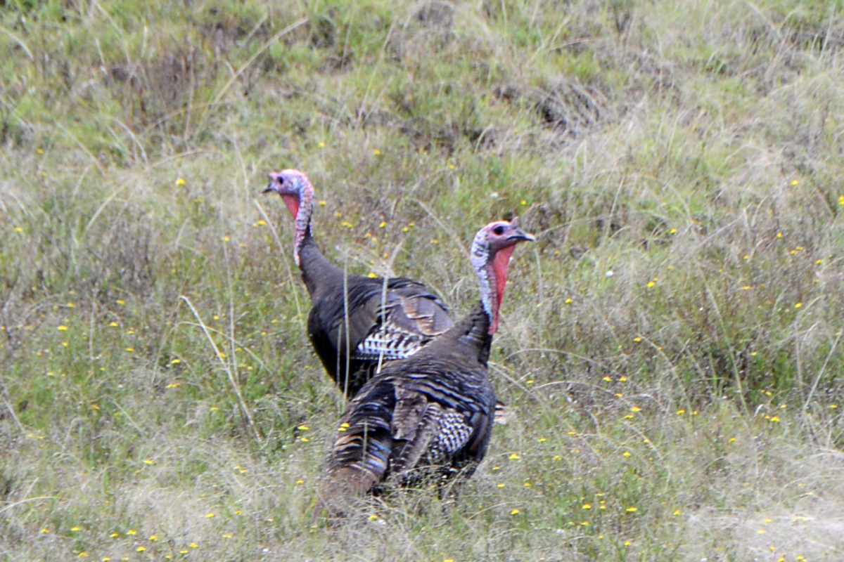 Wild Turkey – シチメンチョウ