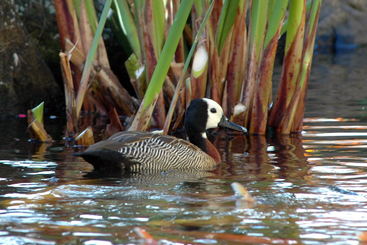 White-faced Whistling-Duck – シロガオリュウキュウガモ