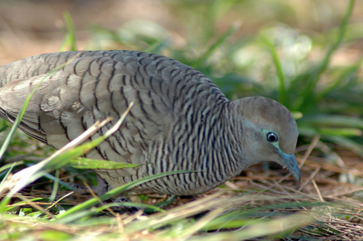 Zebra Dove – チョウショウバト
