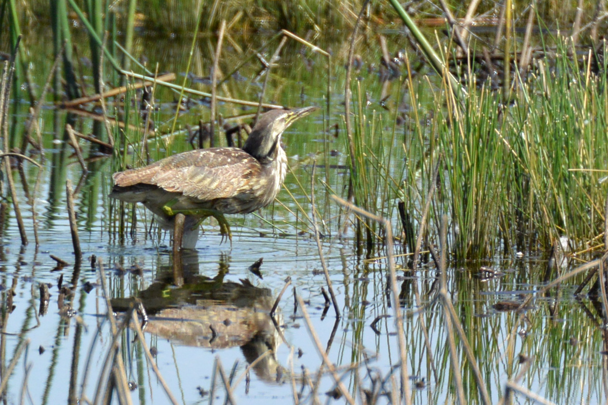 American Bittern – アメリカサンカノゴイ