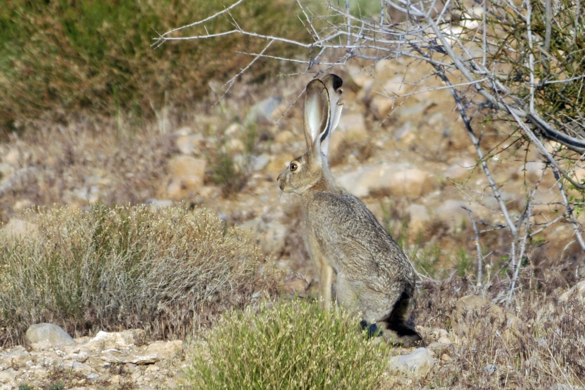 Black-tailed Jackrabbit – オグロジャックウサギ