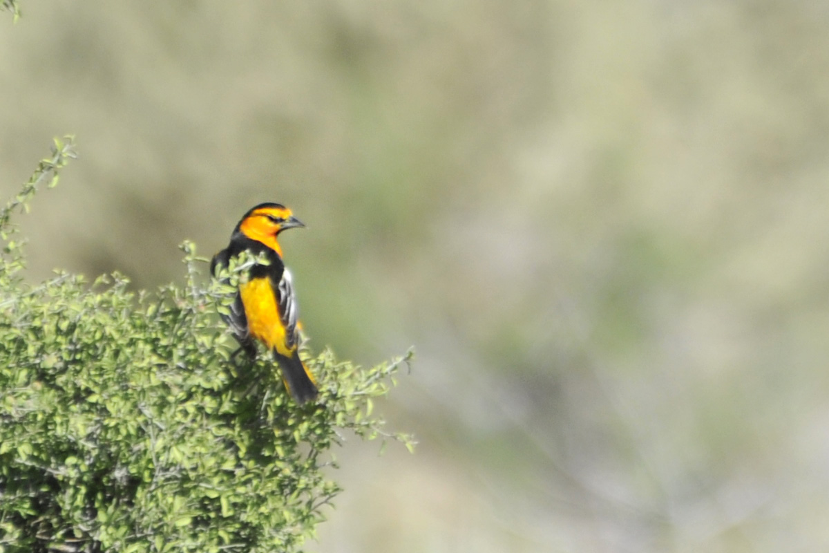 Bullock’s Oriole – ビュラックムクドリモドキ