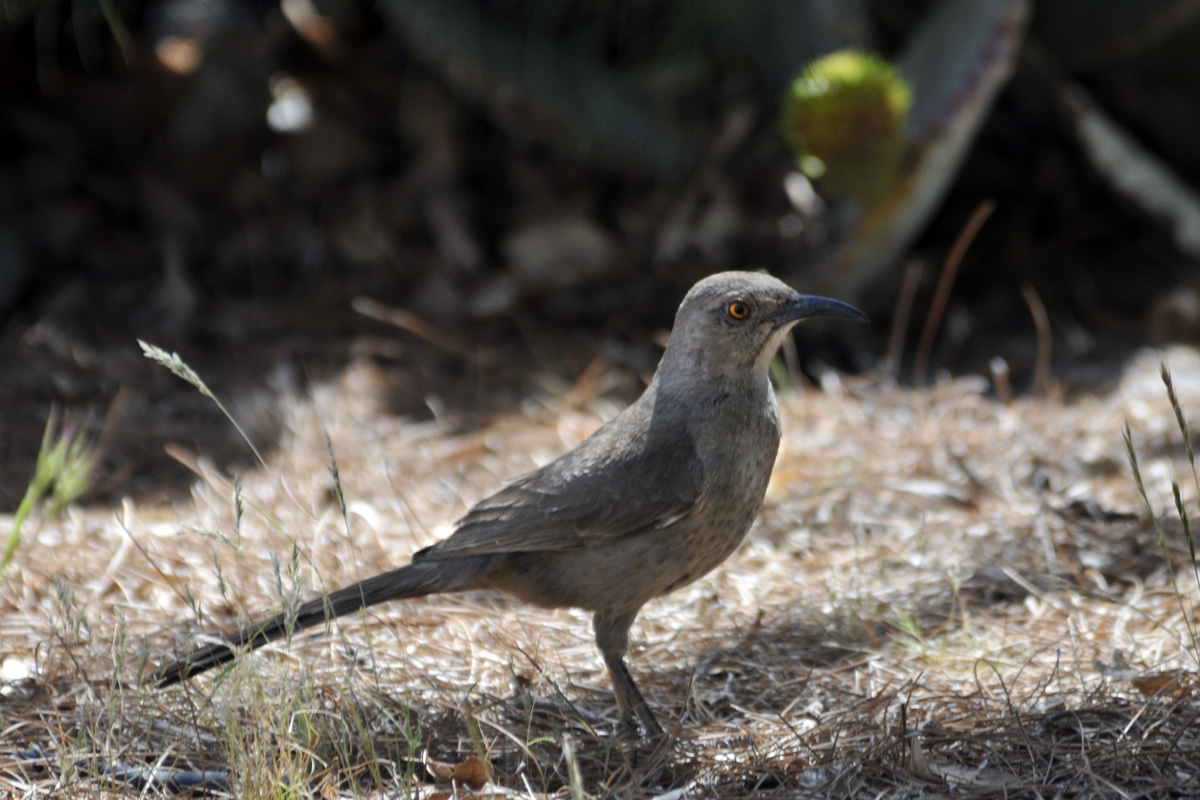 Curve-billed Thrasher – マルハシツグミモドキ