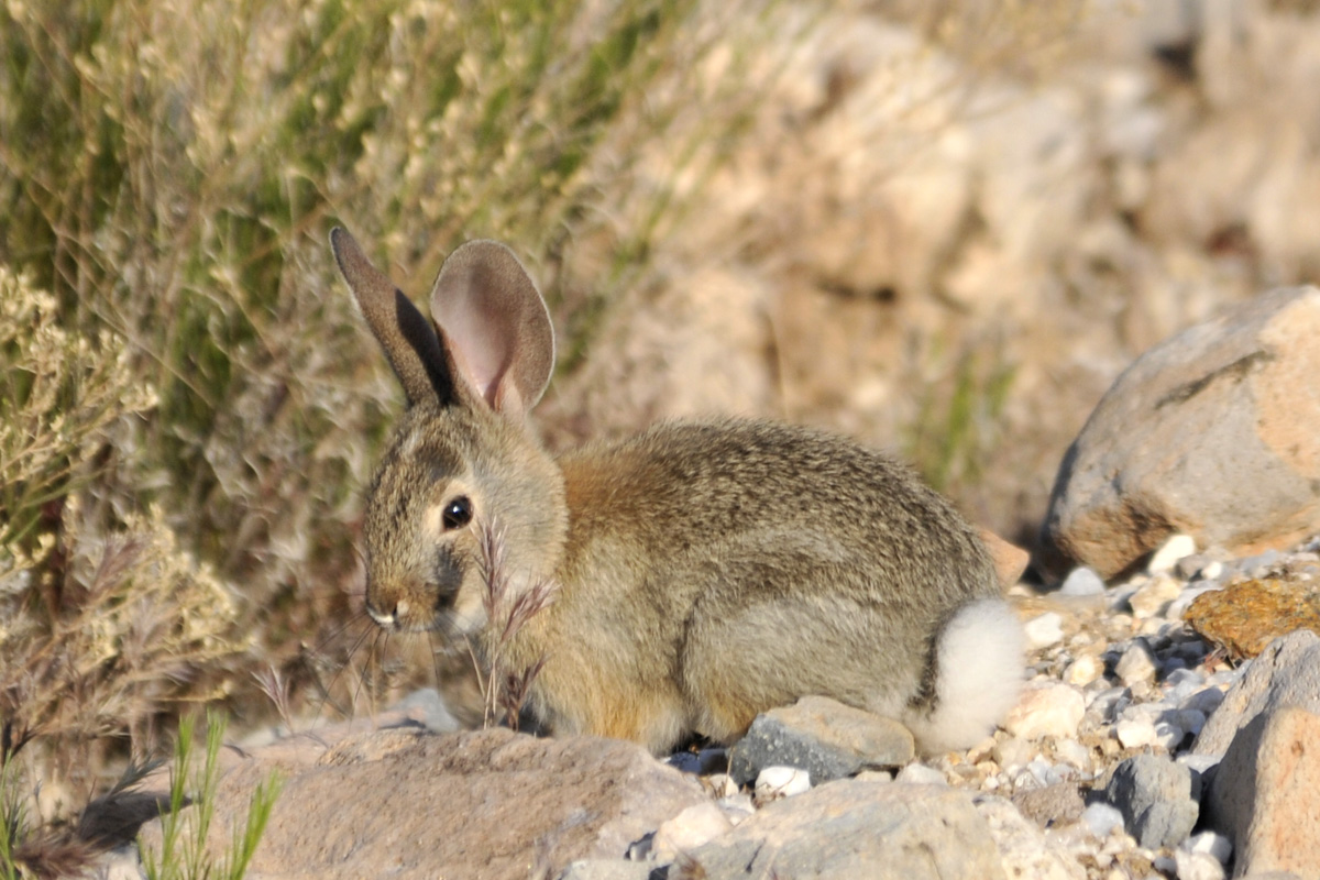 Desert Cottontail Rabbit