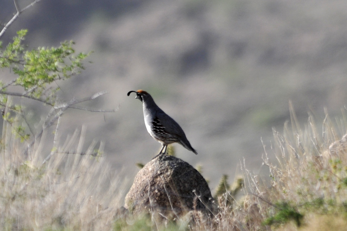 Gambel’s Quail – ズアカカンムリウズラ