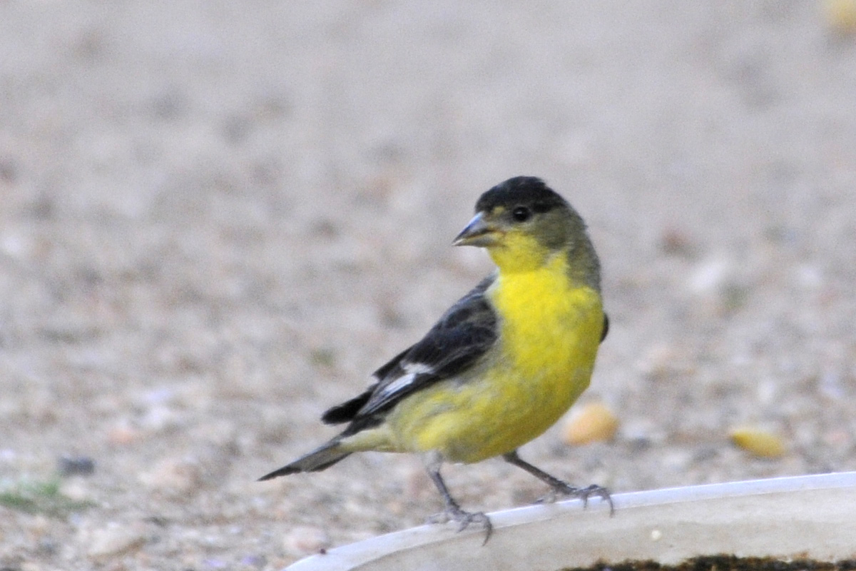 Lesser Goldfinch – ヒメキンヒワ